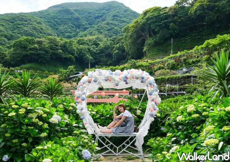 2023年竹子湖繡球花季/ WalkerLand窩客島整理提供 未經同意不可轉載