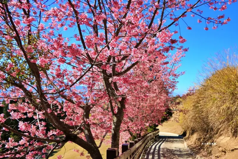 南投賞花必拍打卡點：清境農場青青草原/ WalkerLand窩客島整理提供 未經許可不可轉載