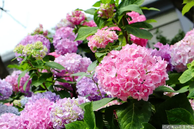 ▲新北繡球花必拍景點免費拍：草花植生公園 /珍妮佛的花草呢喃 提供、WalkerLand窩客島整理