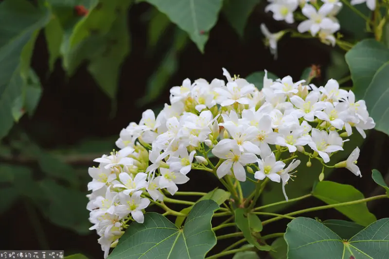 ▲土城桐花景點推薦：太極嶺 /珍妮佛的花草呢喃 提供、WalkerLand窩客島整理