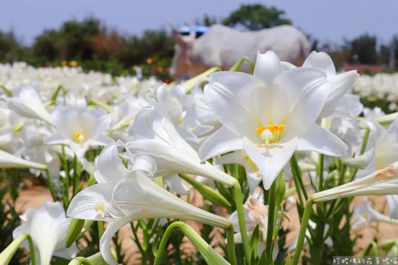 ▲桃園賞花打卡景點推薦：白千層鐵砲百合花園 /珍妮佛的花草呢喃 提供、WalkerLand窩客島整理