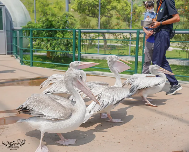 九九峰動物樂園/ WalkerLand窩客島整理提供 未經許可不可轉載