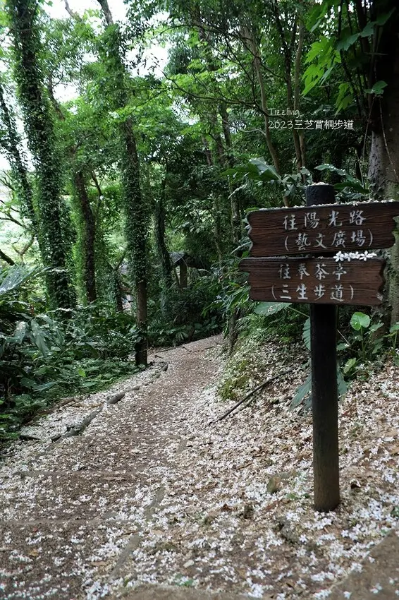 ▲新北賞桐花觀賞景點推薦：三芝賞桐步道 /揚子陵 提供、WalkerLand窩客島整理