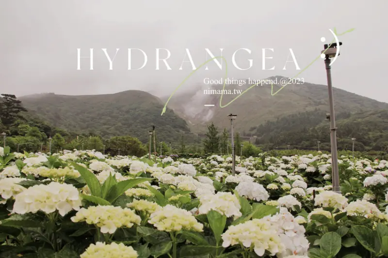 ▲台北繡球花必拍景點推薦：大賞園，目前白色繡球花已開放參觀拍照，彩色繡球花在五月底盛開，預計端午節賞花最佳時間 /婗媽 提供、WalkerLand窩客島整理