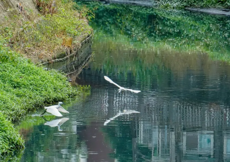 中永和最新秘境步道「瓦磘溝生態步道」/ WalkerLand窩客島整理提供 未經同意不可轉載