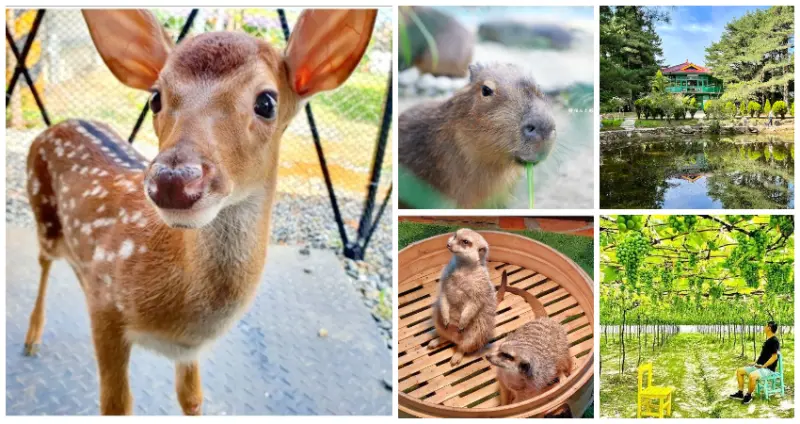 放暑假就先衝！33個全台「休閒農場、牧場」排名搶先公開，超療癒「水豚、梅花鹿、綠色葡萄隧道」趁暑假帶小孩通通玩一輪。