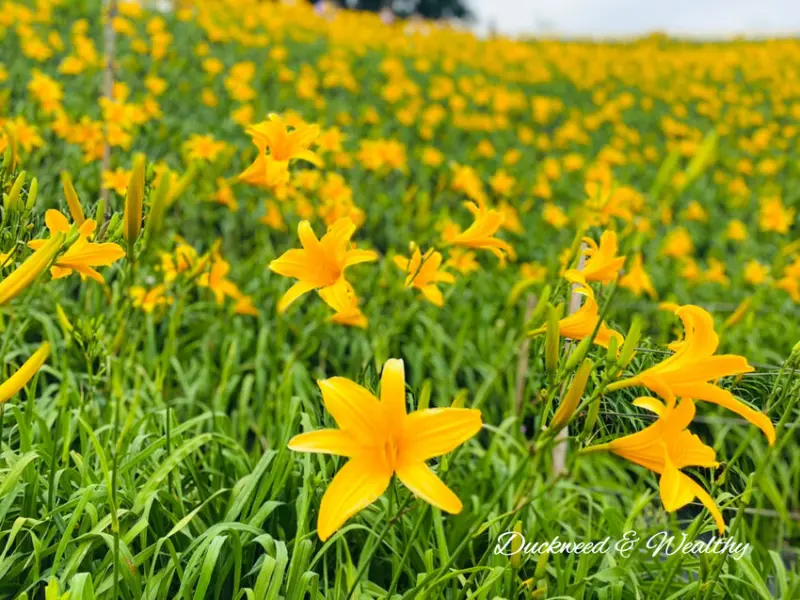 ▲彰化必拍賞花景點推薦：虎山巖金針花 /阿萍阿裕玩樂誌 提供、WalkerLand窩客島整理