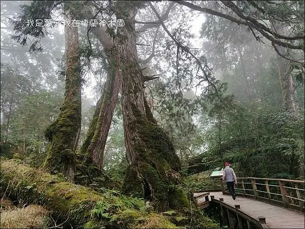  宜蘭人氣自然園區推薦：棲蘭神木園區/ WalkerLand窩客島整理提供 未經許可不可轉載