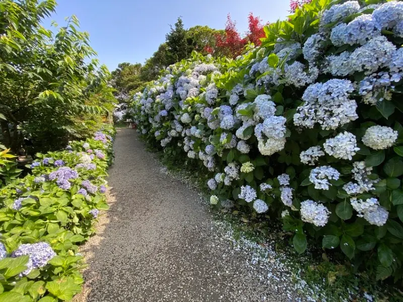▲台北繡球花必拍景點推薦：大梯田花卉生態農園 /小貝與小貝婆的幸福生活 提供、WalkerLand窩客島整理