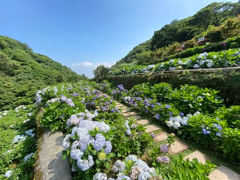 ▲台北繡球花必拍景點推薦：大梯田花卉生態農園 /小貝與小貝婆的幸福生活 提供、WalkerLand窩客島整理