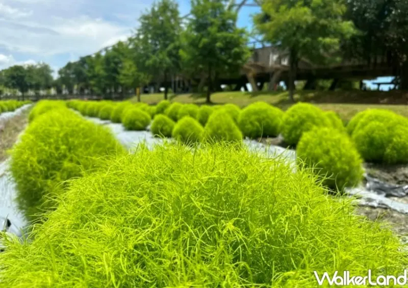 冬山波波草 / WalkerLand窩客島整理提供 未經許可，不得轉載