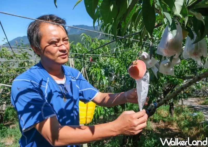 迷客夏 水蜜桃飲料/ WalkerLand窩客島整理提供 未經同意不可轉載