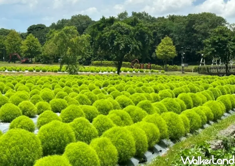 冬山波波草 / WalkerLand窩客島整理提供 未經許可，不得轉載