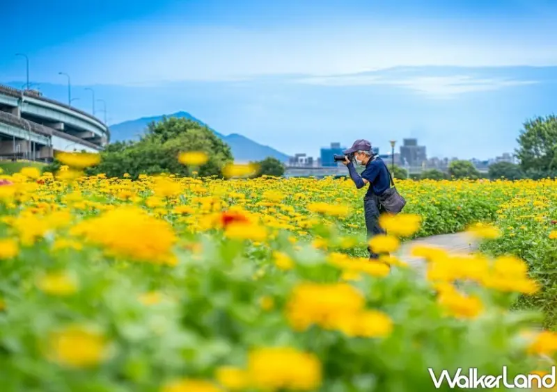三重新北大都會公園花海/ WalkerLand窩客島整理提供 未經同意不可轉載