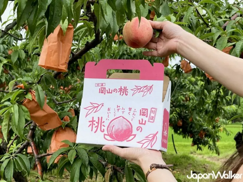 台灣虎航 十周年票促優惠/ WalkerLand窩客島整理提供 未經許可不可轉載。