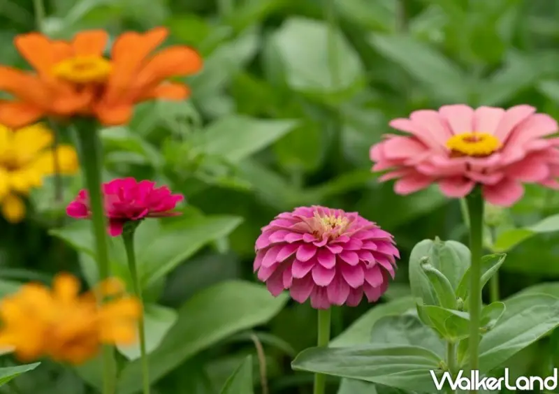 三重新北大都會公園花海/ WalkerLand窩客島整理提供 未經同意不可轉載