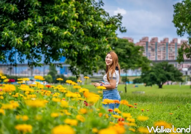 三重新北大都會公園花海/ WalkerLand窩客島整理提供 未經同意不可轉載