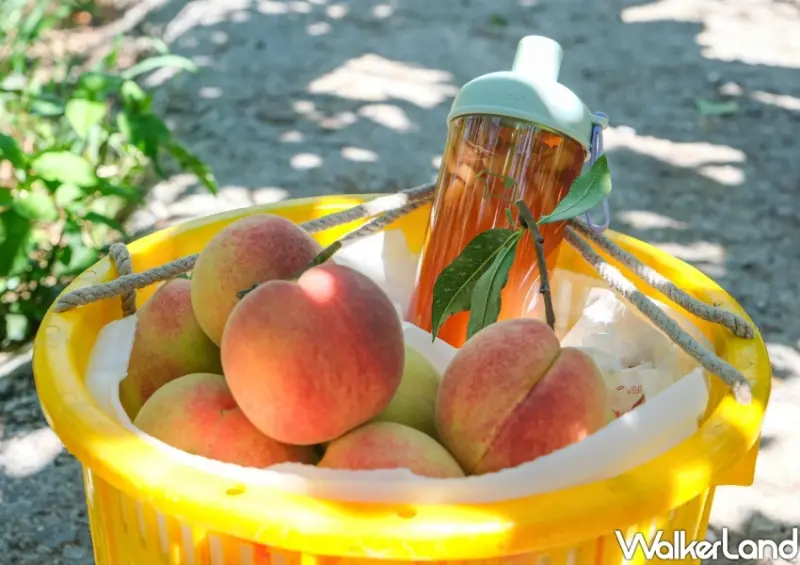 迷客夏 水蜜桃飲料/ WalkerLand窩客島整理提供 未經同意不可轉載