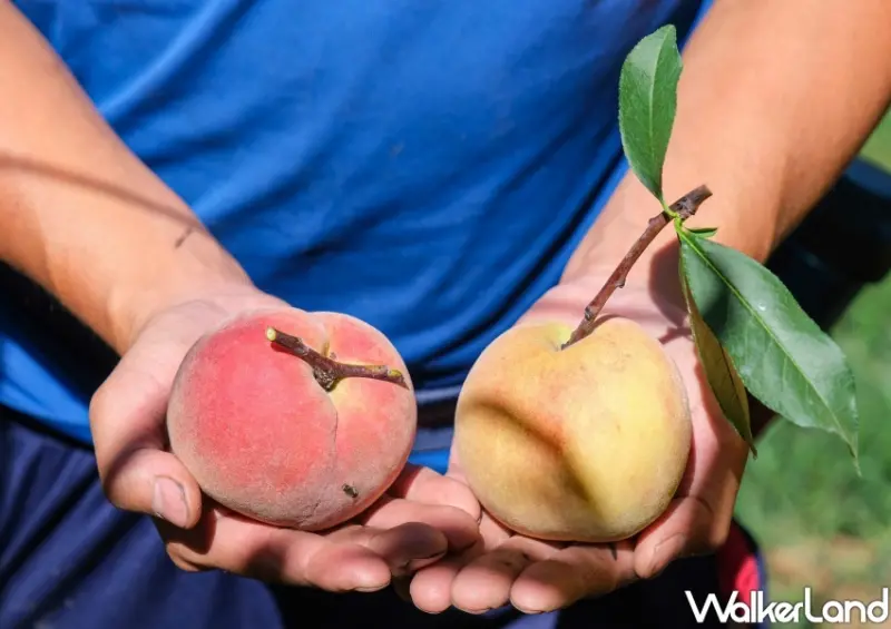 迷客夏 水蜜桃飲料/ WalkerLand窩客島整理提供 未經同意不可轉載
