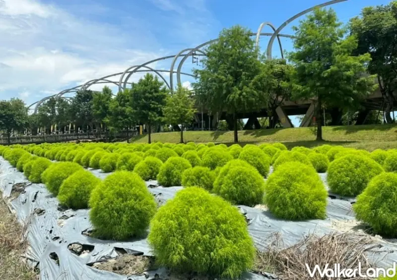 冬山波波草 / WalkerLand窩客島整理提供 未經許可，不得轉載