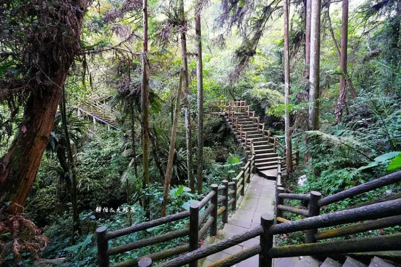 必去嘉義梅山景點推薦：仙人堀杉林步道 / WalkerLand窩客島整理提供 未經許可不可轉載