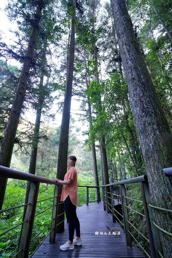 必去嘉義梅山景點推薦：仙人堀杉林步道 / WalkerLand窩客島整理提供 未經許可不可轉載