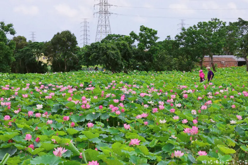  桃園觀音景點推薦：蓮花園休閒農業區/ WalkerLand窩客島整理提供 未經許可不可轉載