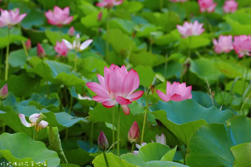  桃園觀音景點推薦：蓮花園休閒農業區/ WalkerLand窩客島整理提供 未經許可不可轉載