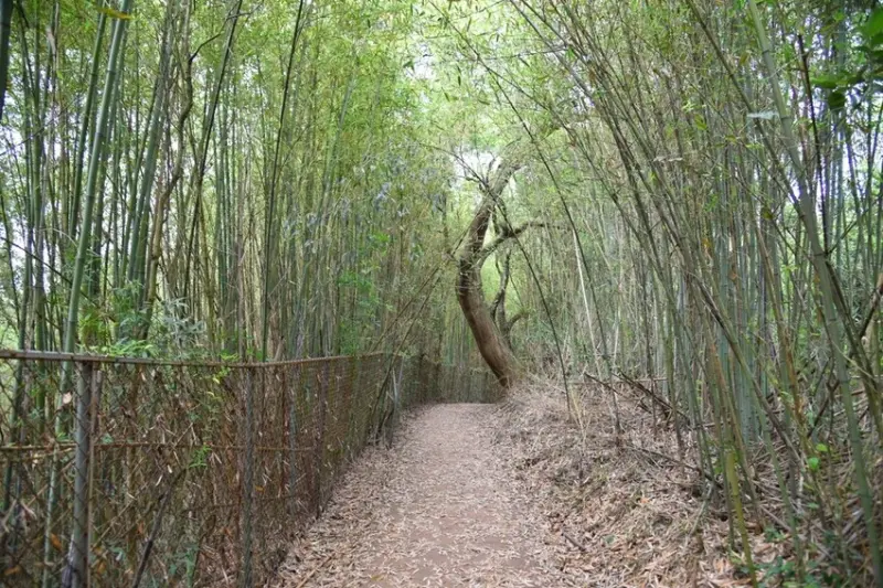  台中自然系景點：鳳凰山步道/ WalkerLand窩客島整理提供 未經許可不可轉載