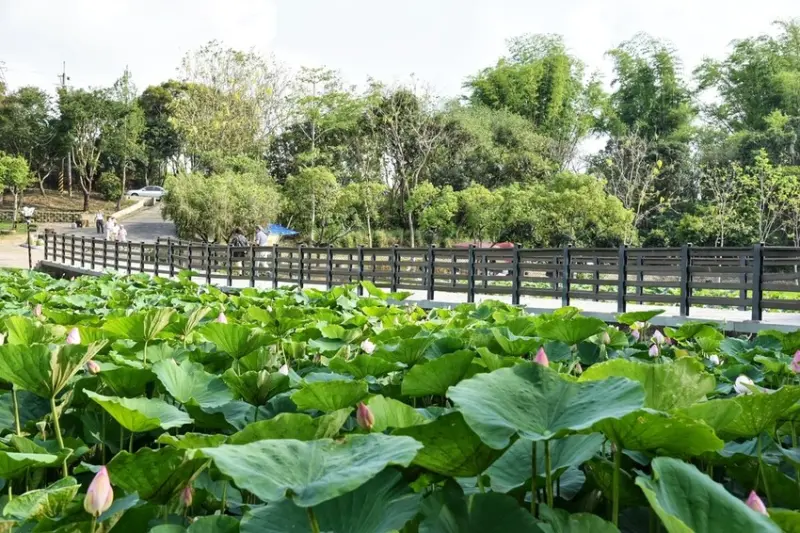  必訪台南自然系景點：白河蓮花公園/ WalkerLand窩客島整理提供 未經許可不可轉載