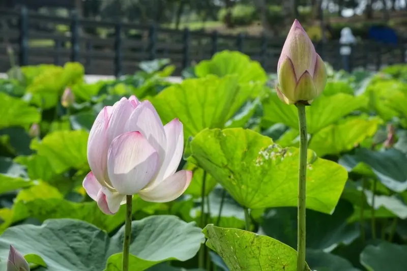 必訪台南自然系景點：白河蓮花公園 / WalkerLand窩客島整理提供 未經許可不可轉載
