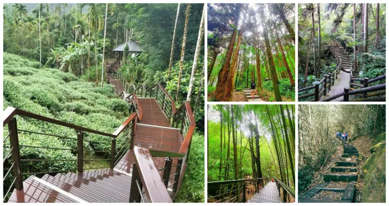 不能只去佐登妮絲！13個必訪「嘉義步道」不知道太超過，假日放空衝「森林秘境步道、茶園木棧道」忘憂美景全收口袋。