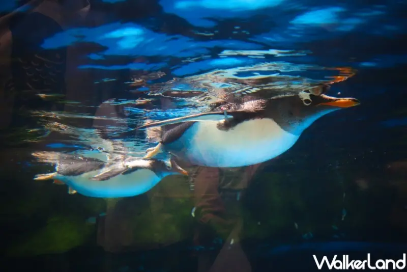 香港9大打卡玩法 / WalkerLand窩客島提供 未經許可，不得轉載