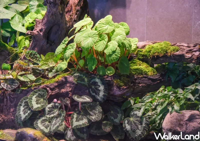 雲品溫泉酒店日月潭/ WalkerLand窩客島整理提供 未經同意不可轉載