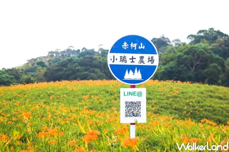 2023赤科山金針花季 / WalkerLand窩客島提供 未經許可，不得轉載