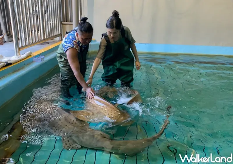遠雄海洋公園、遠雄悅來大飯店 / WalkerLand窩客島提供 未經許可，不得轉載
