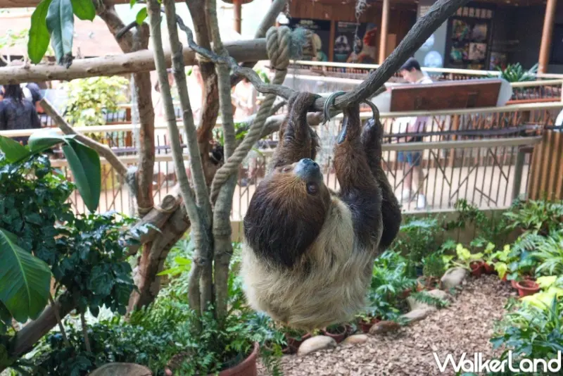 香港9大打卡玩法 / WalkerLand窩客島提供 未經許可，不得轉載