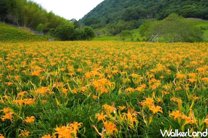 2023赤科山金針花季 / WalkerLand窩客島提供 未經許可，不得轉載