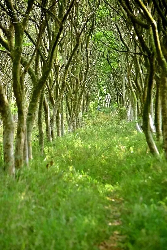  台中自然系景點：無患子森林龍貓隧道/ WalkerLand窩客島整理提供 未經許可不可轉載