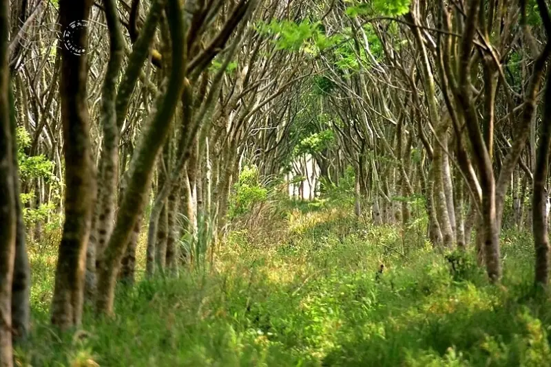  台中自然系景點：無患子森林龍貓隧道/ WalkerLand窩客島整理提供 未經許可不可轉載