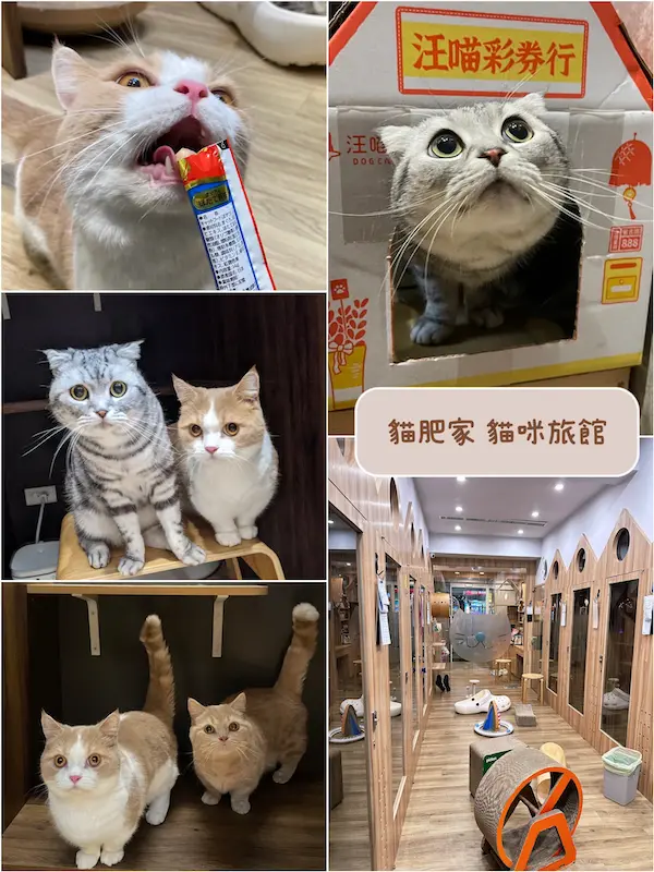 [慧♡分享】貓肥家.板橋貓咪旅館.主子去渡假 奴才請放心