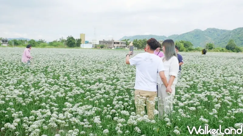 2023桃園韭菜花節/WalkerLand窩客島整理提供 未經許可不可轉載