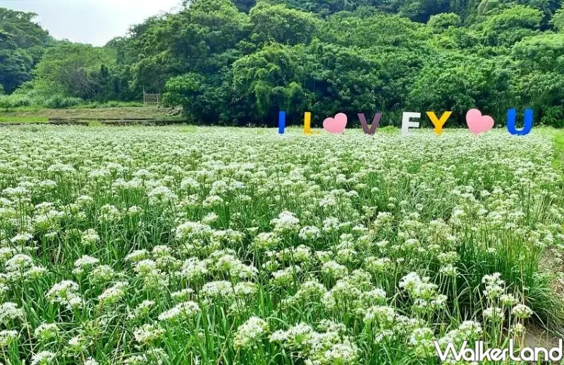 2023桃園韭菜花節/WalkerLand窩客島整理提供 未經許可不可轉載