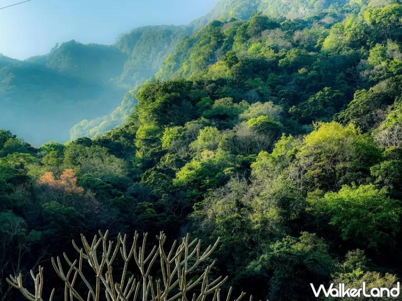 太魯閣晶英酒店「森．靜謐」