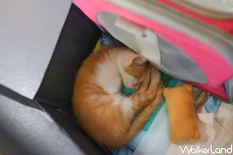 貓咪文博會 喵嗚市集 / WalkerLand窩客島整理提供 未經許可，不得轉載