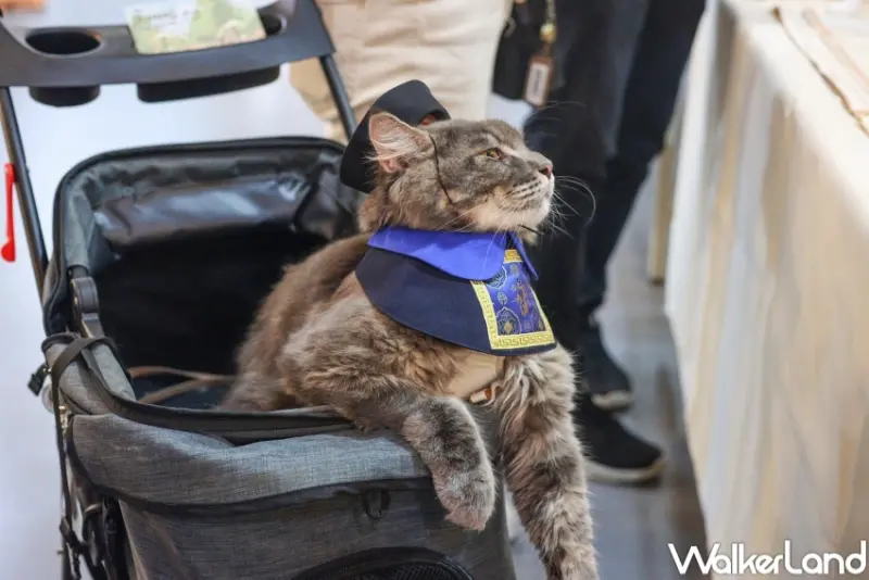 貓咪文博會 喵嗚市集 / WalkerLand窩客島整理提供 未經許可，不得轉載