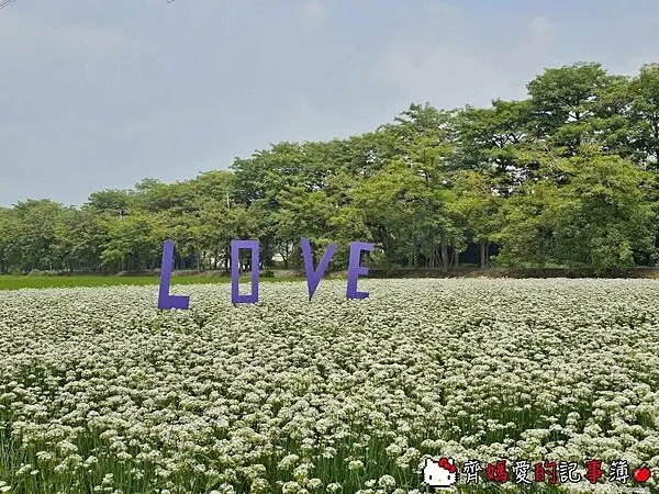 2024韭菜花田打卡點推薦  / WalkerLand窩客島提供 未經許可，不得轉載