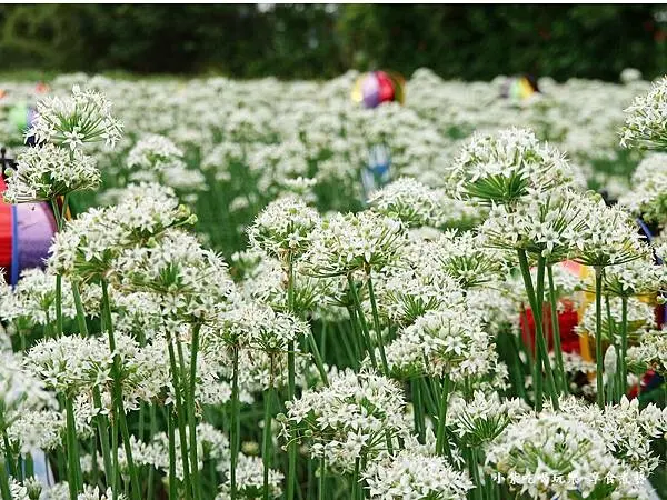 2024韭菜花田打卡點推薦  / WalkerLand窩客島提供 未經許可，不得轉載