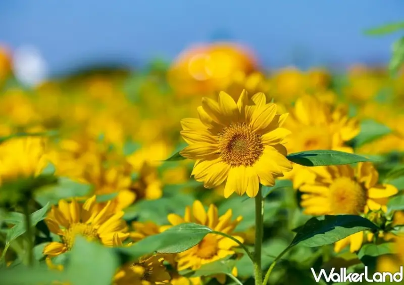 大佳河濱花海 向日葵花海 / WalkerLand窩客島整理提供 未經許可不可轉載