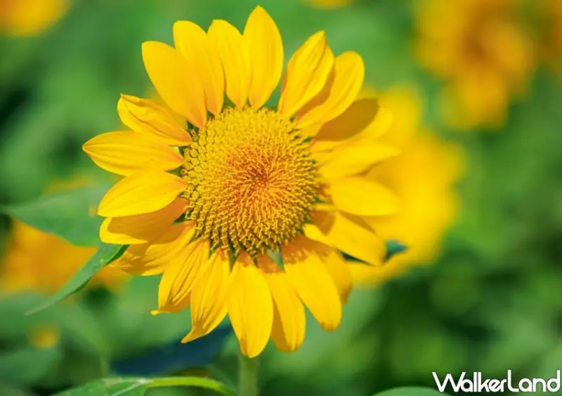 大佳河濱向日葵花海拍到11月底 / WalkerLand窩客島整理提供 未經許可不可轉載